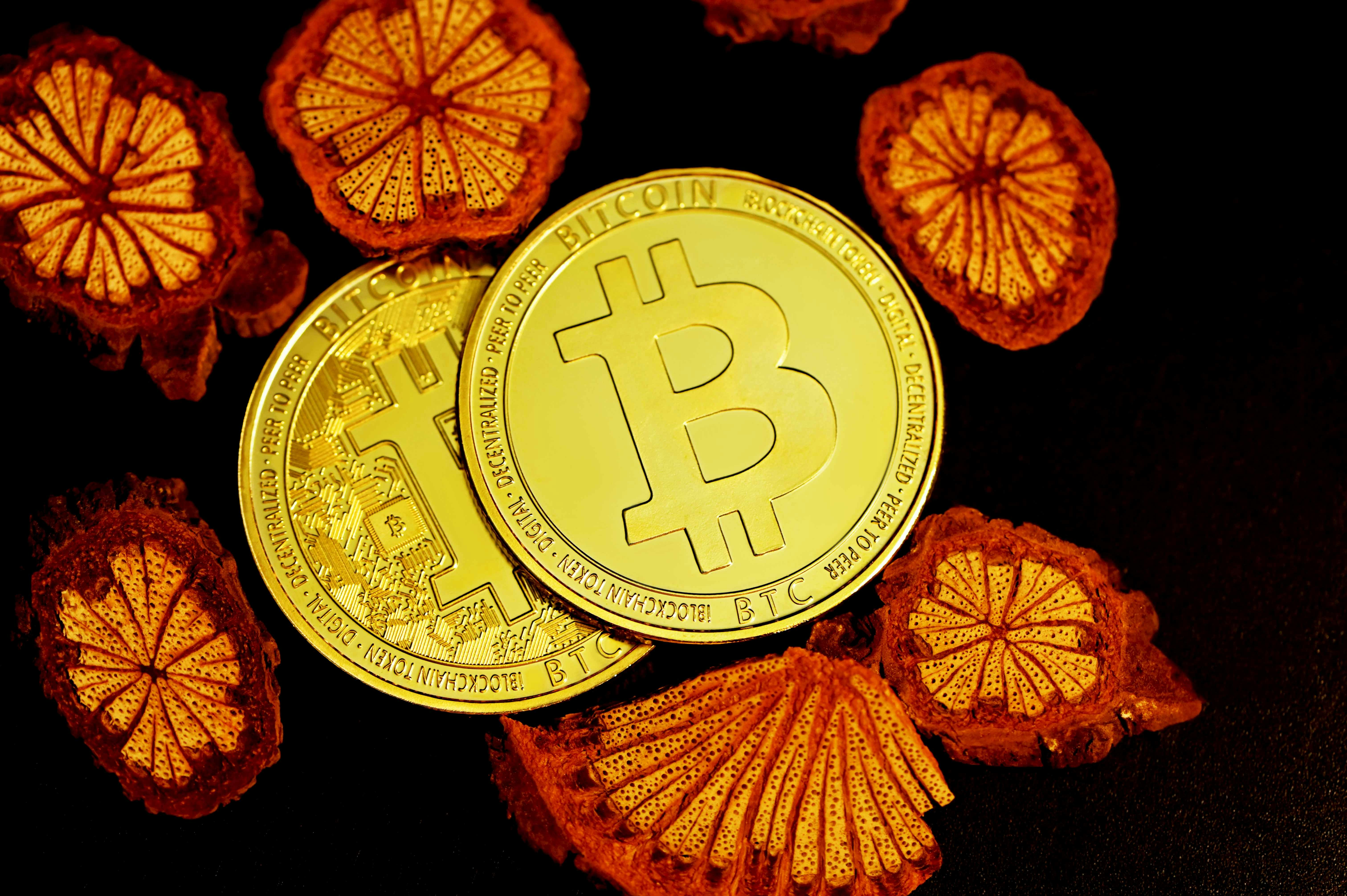 Two bitcoin surrounded by dried flower