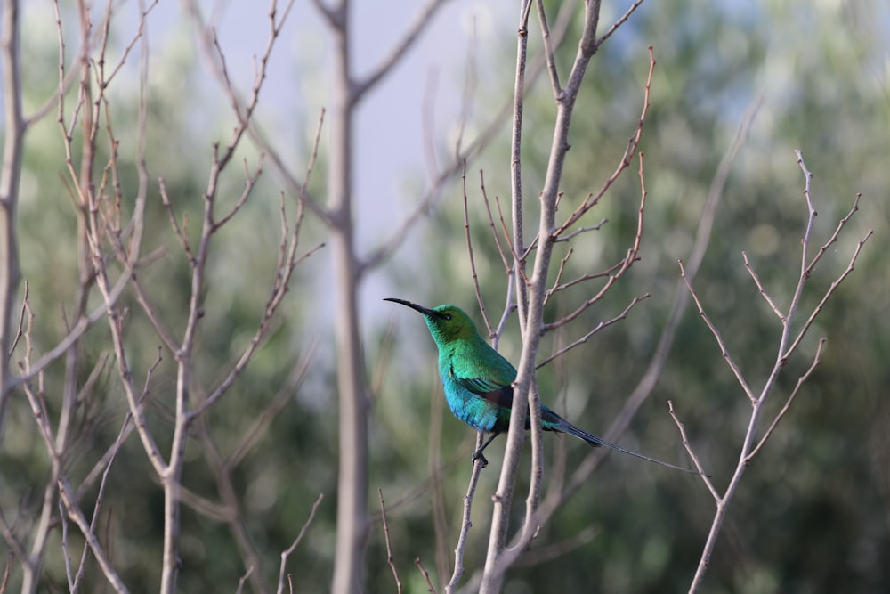 낮 동안 갈색 나뭇가지에 파란색과 녹색 새