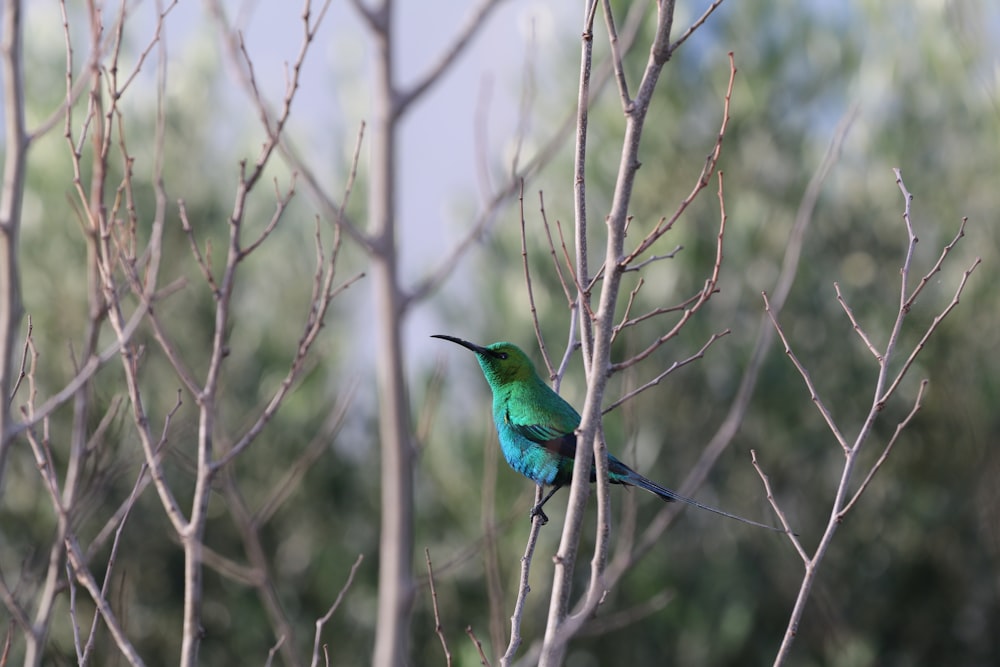 blue and green bird on brown tree branch during daytime