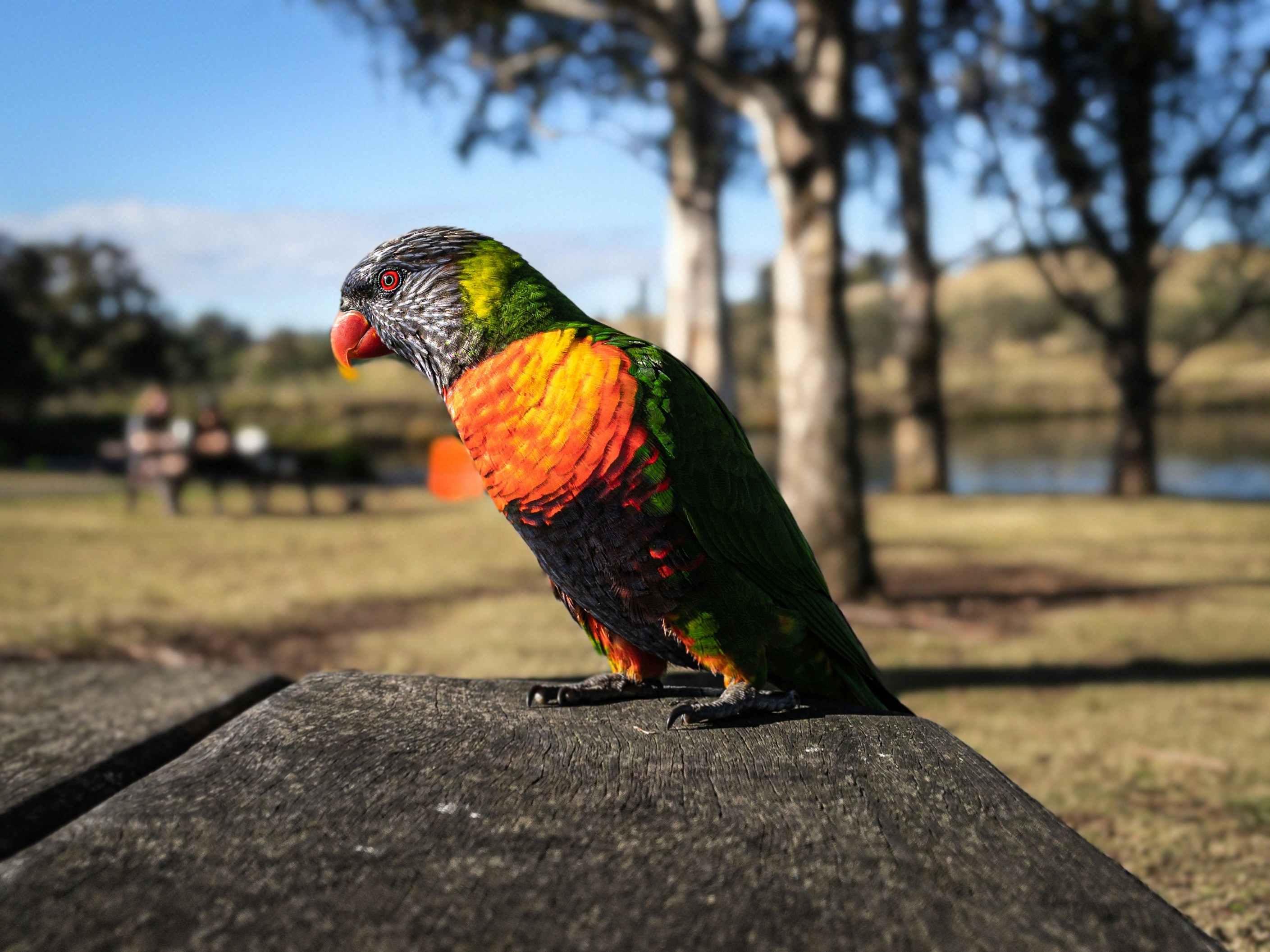 green yellow and red bird on gray concrete surface during daytime