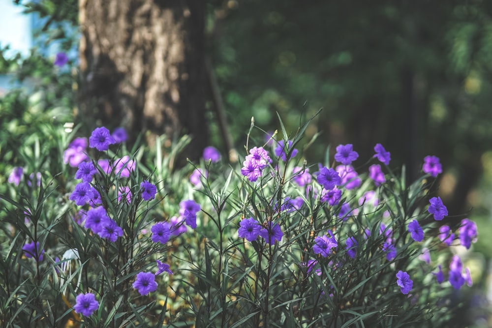 purple flowers beside brown tree trunk