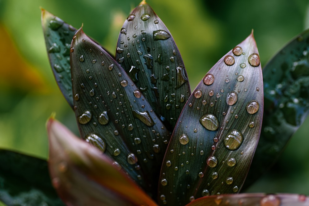 green plant with water droplets