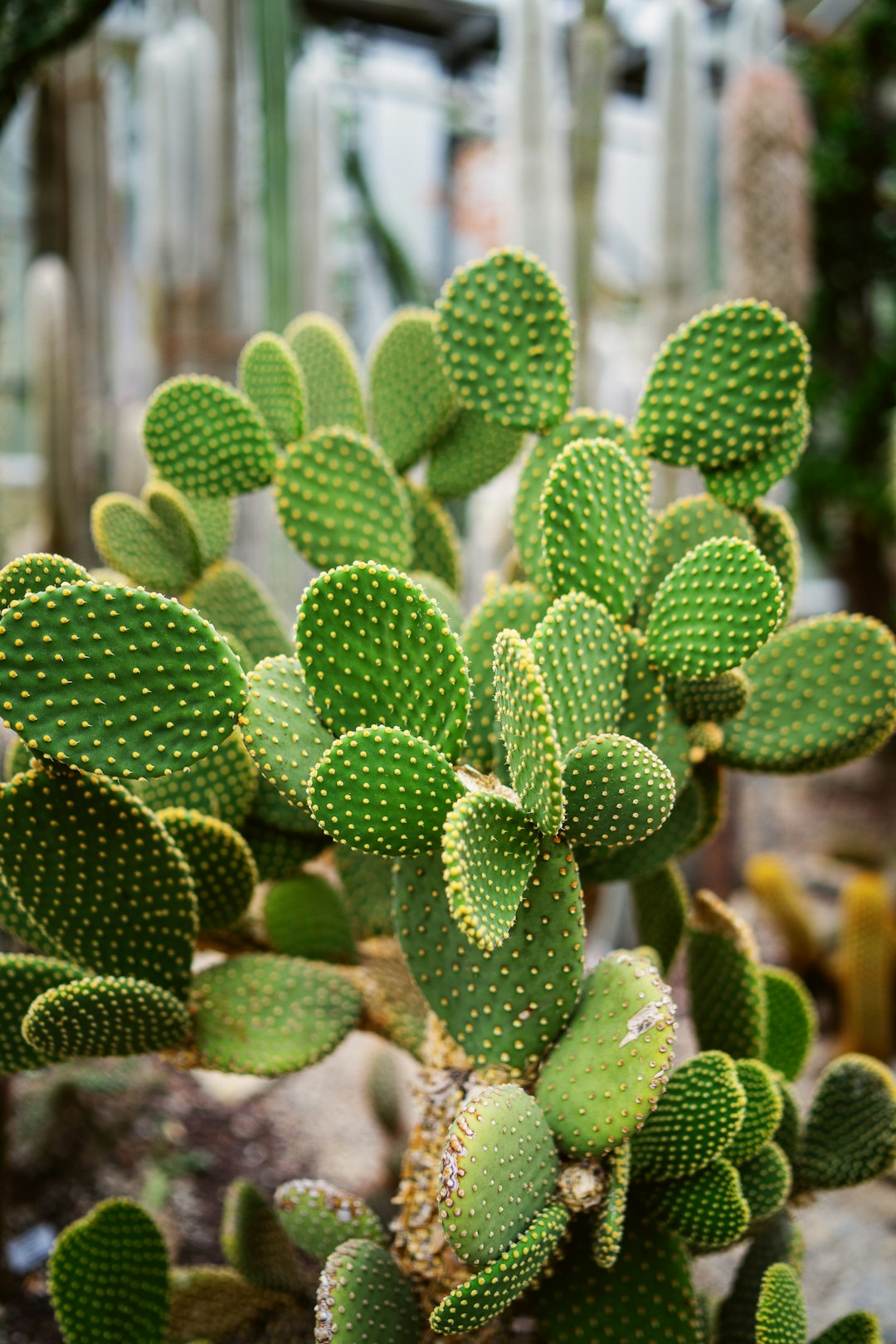 green cactus plant in close up photography