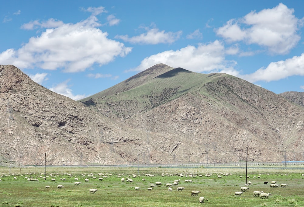 campo de hierba verde cerca de la montaña bajo el cielo azul durante el día