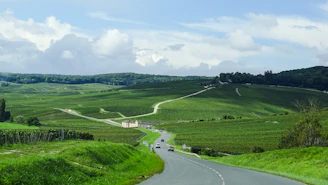 A winding country road lined with vineyards stretching toward the horizon.