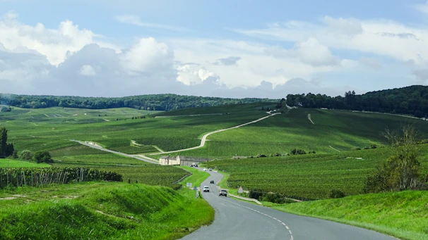 A winding country road lined with vineyards stretching toward the horizon.