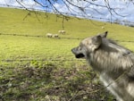 white and brown lion on green grass field during daytime