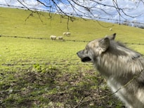 white and brown lion on green grass field during daytime