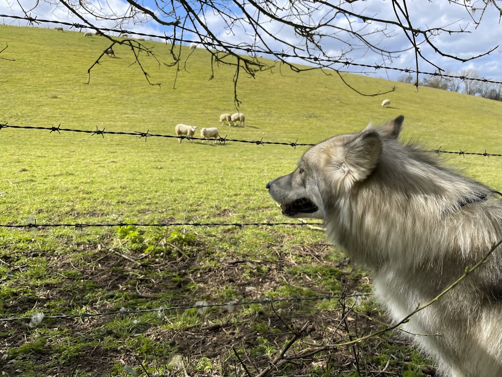 white and brown lion on green grass field during daytime