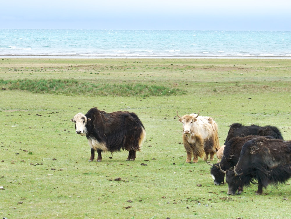 herd of cow on green grass field during daytime