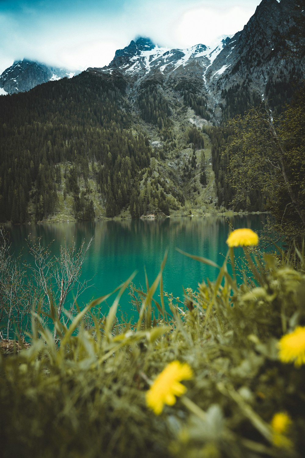 yellow flower near lake and mountain during daytime