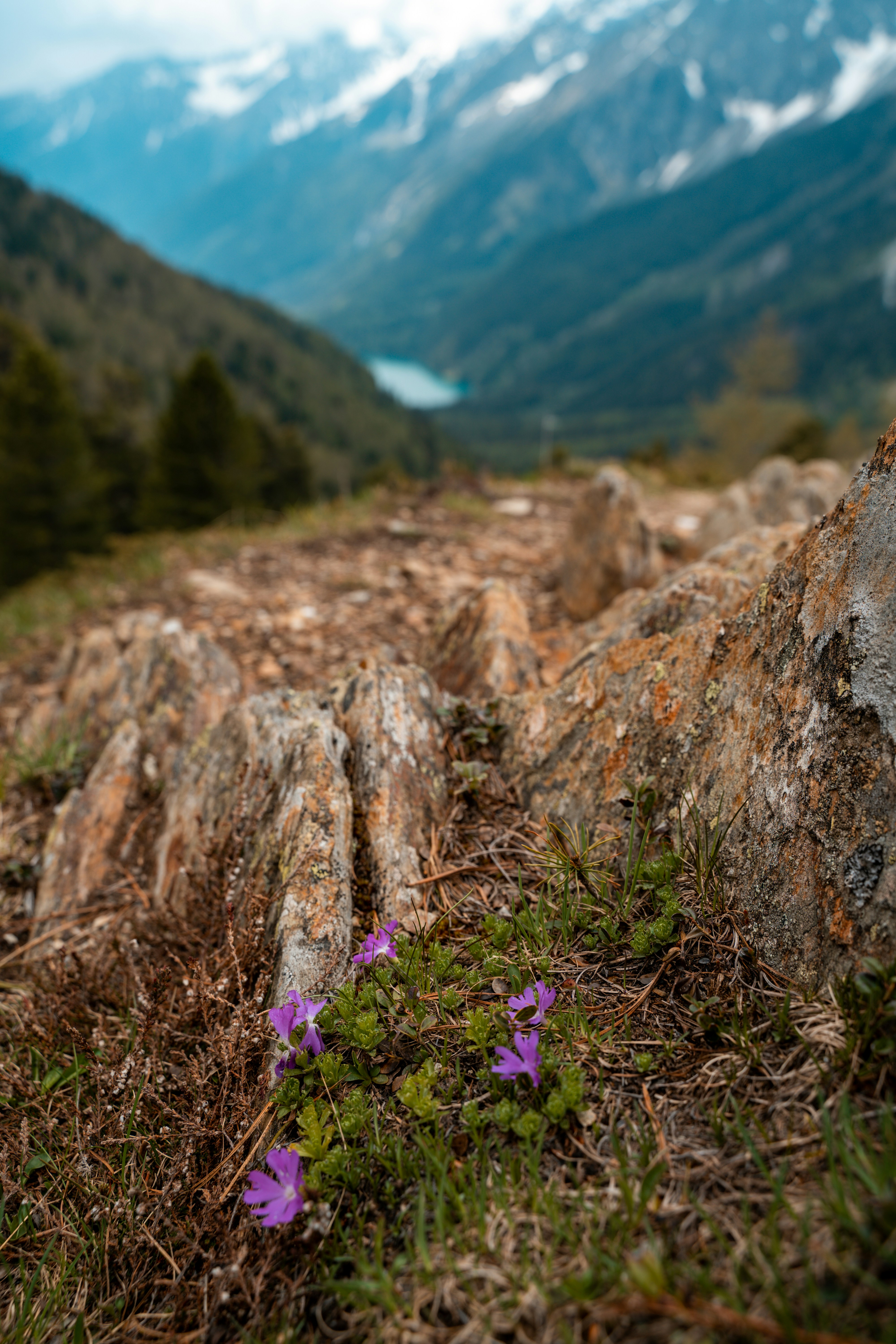 purple flower on brown rock
