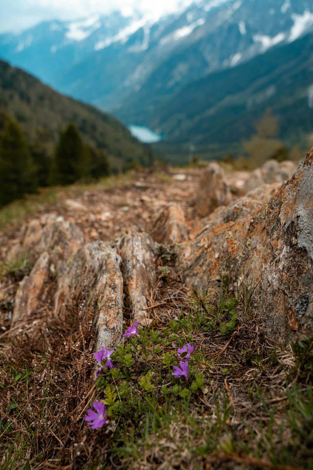 茶色の岩の上の紫色の花