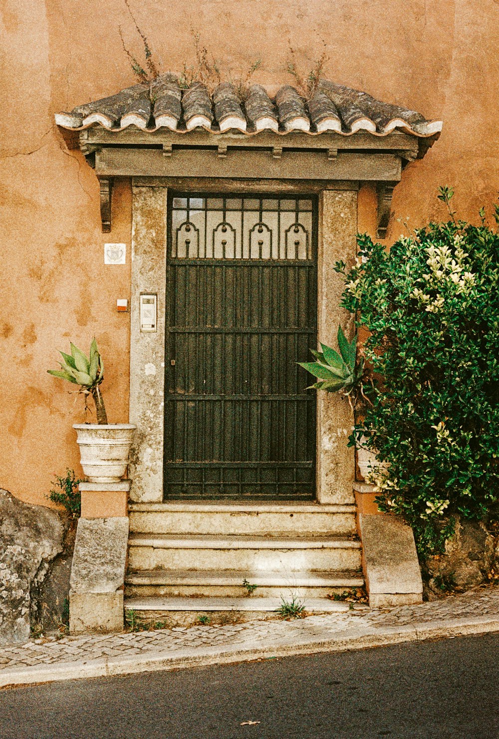 black wooden door with green plant