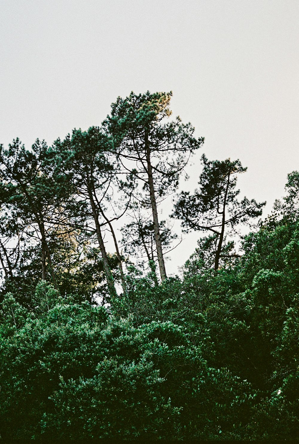 green trees under gray sky