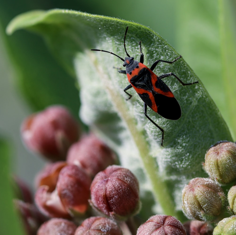 red and black bug on green plant