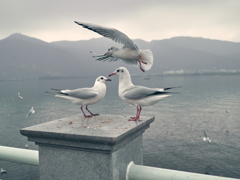 white and black bird on gray concrete post near body of water during daytime