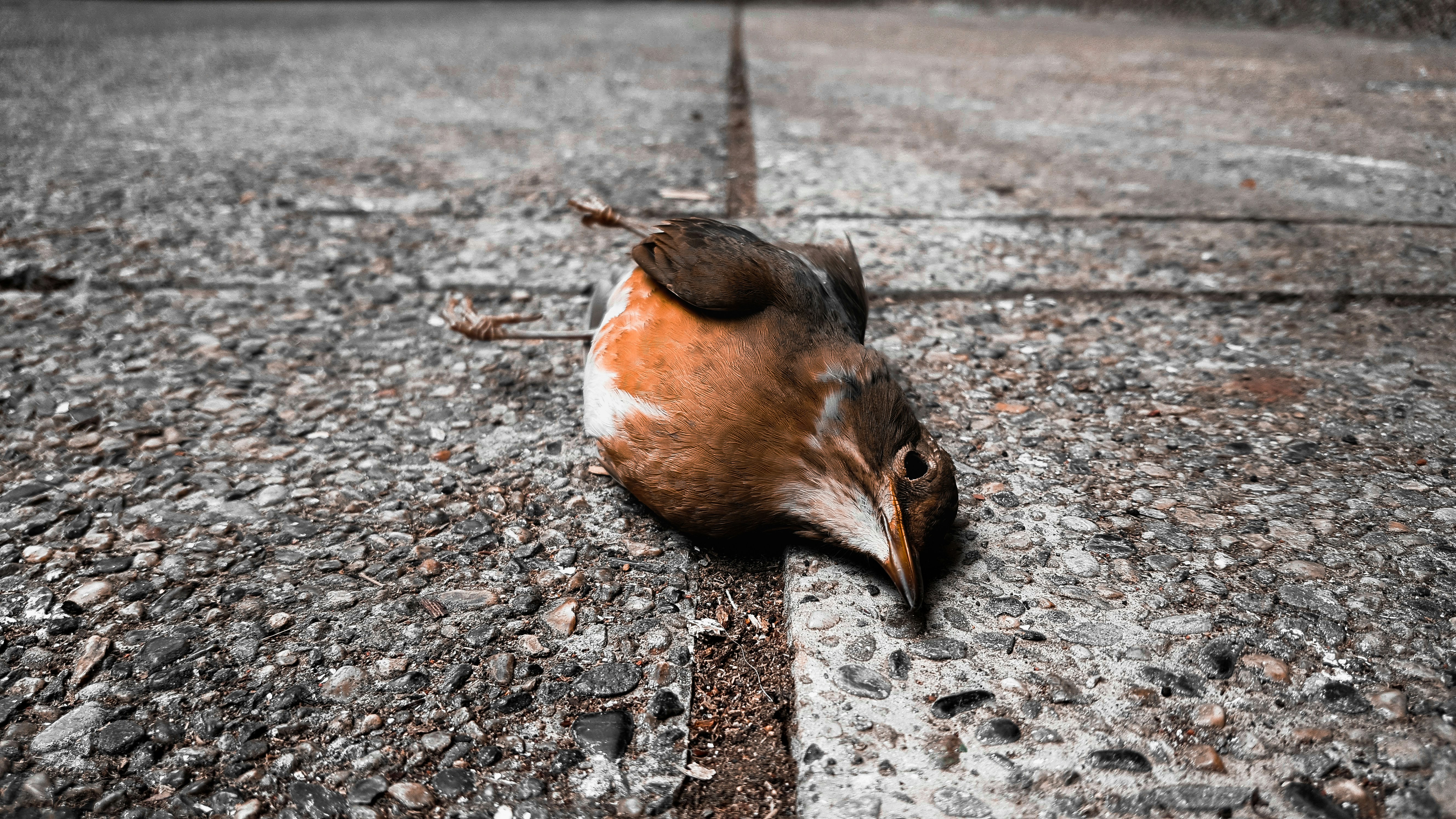 How to Identify a Bird That Actually Needs Help (image credits: unsplash)