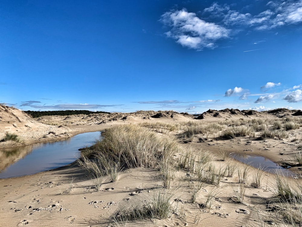 erba marrone su sabbia marrone vicino allo specchio d'acqua sotto il cielo blu durante il giorno