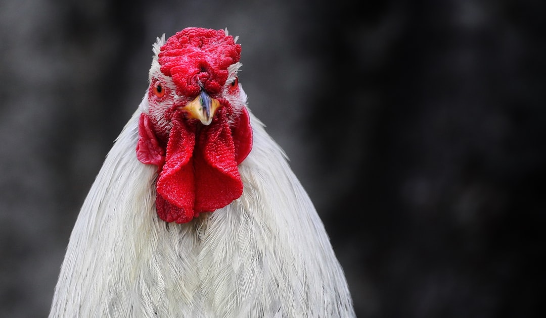white and red rooster in close up photography