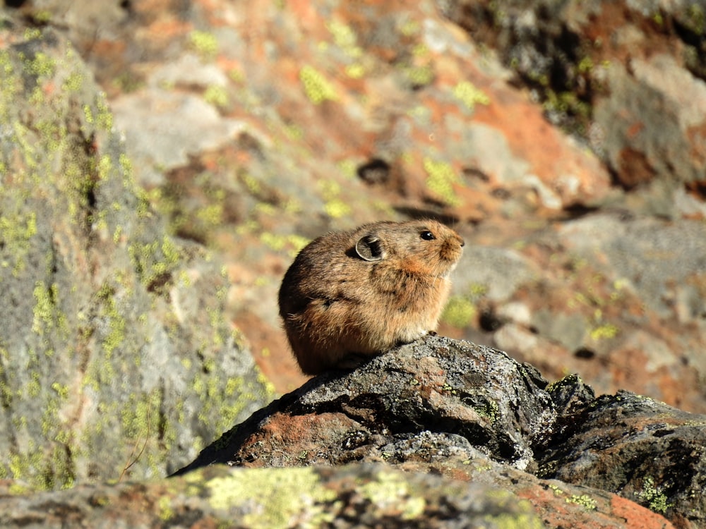 brown rodent on gray rock