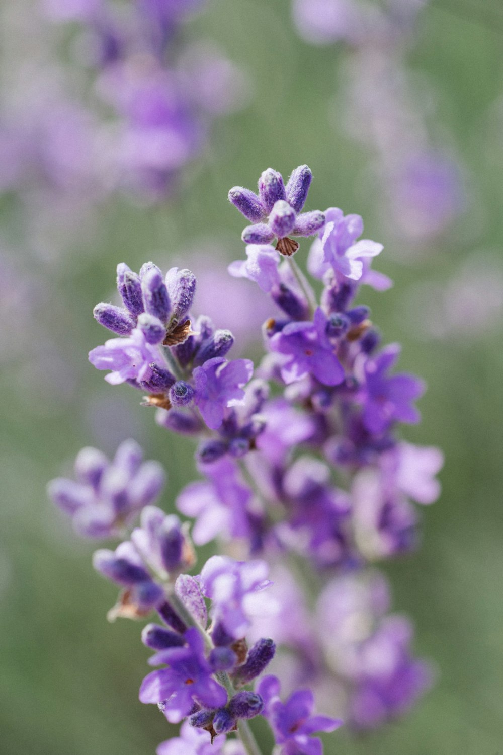 purple flower in tilt shift lens