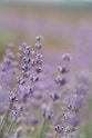 purple flower in tilt shift lens