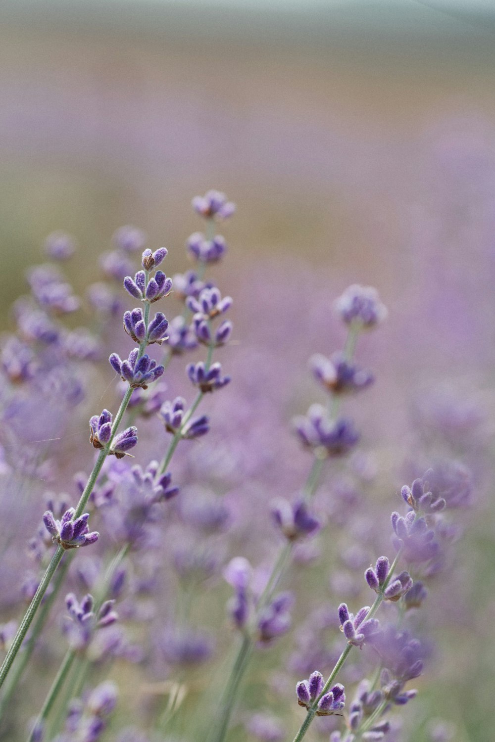 purple flower in tilt shift lens