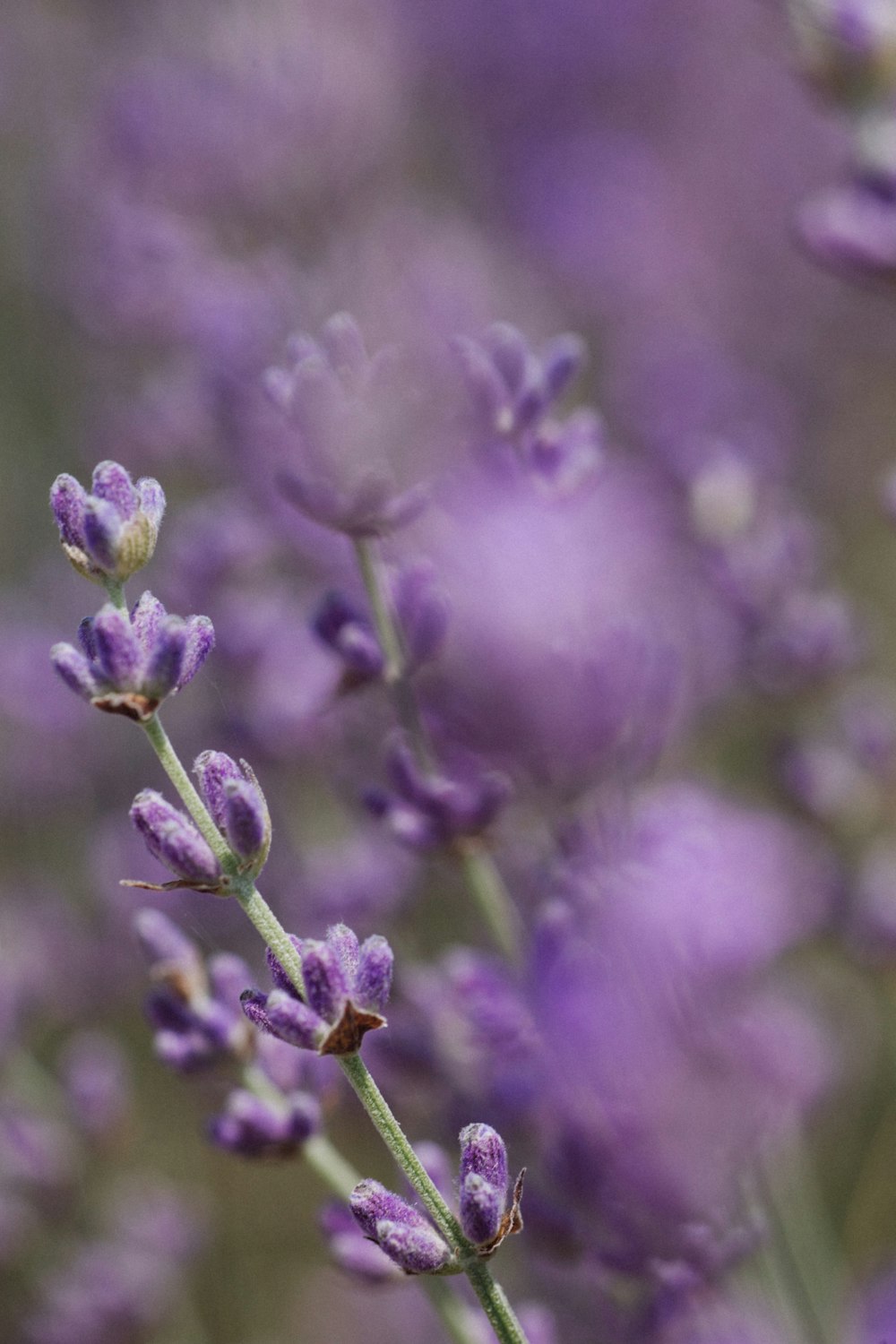 purple flower in tilt shift lens