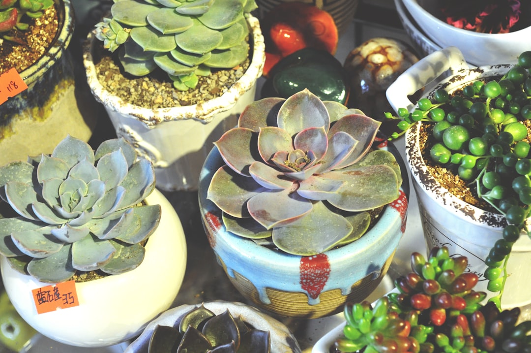 green succulent plant on white blue and red ceramic pot