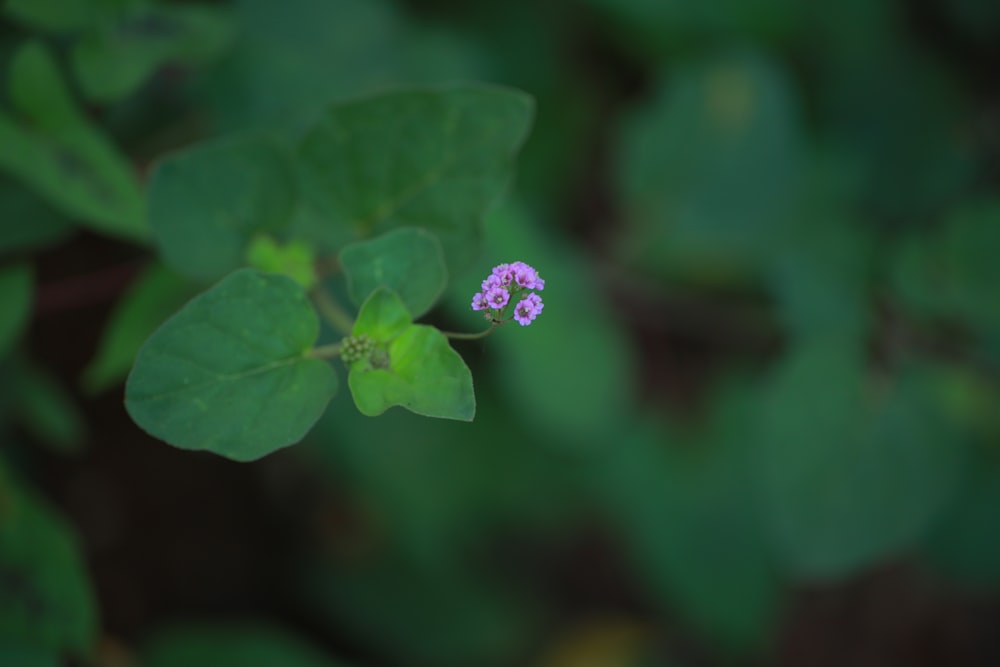 purple flower in tilt shift lens