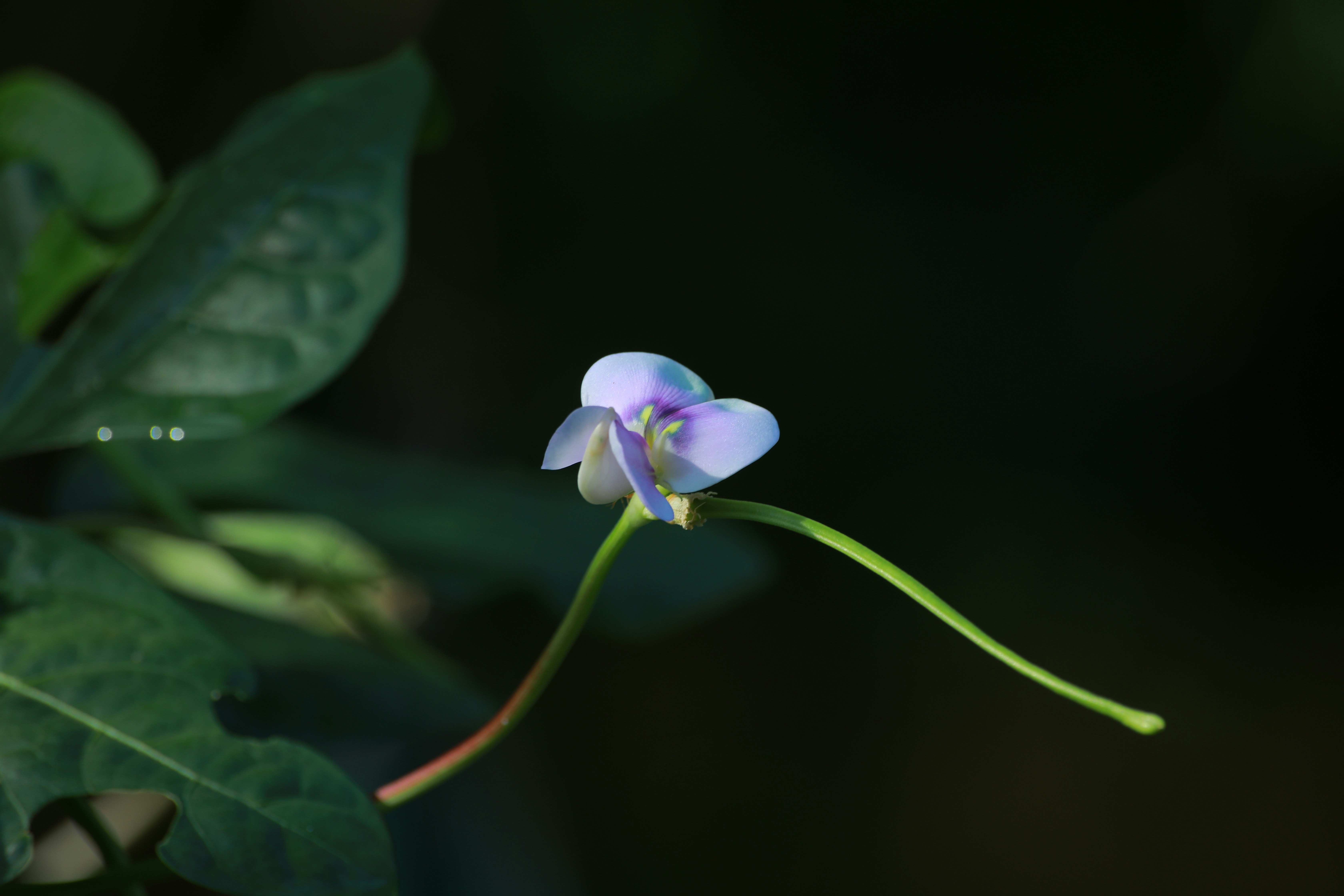 Lila und weiße Blume in Tilt Shift-Linse