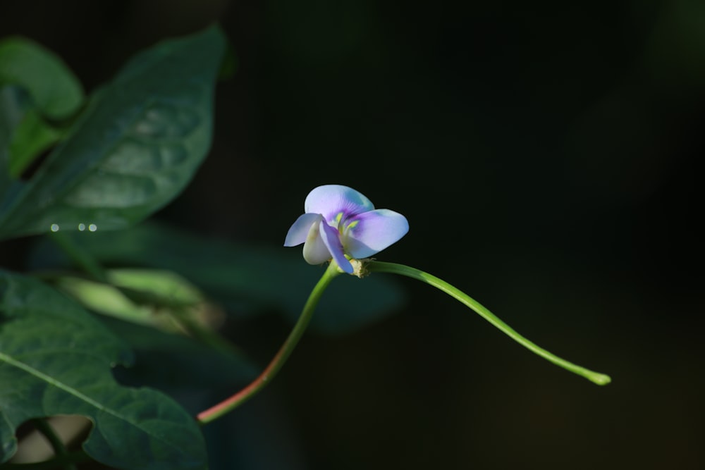 purple and white flower in tilt shift lens