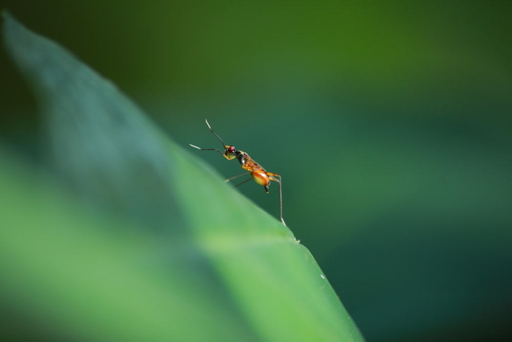 brown and black insect on green leaf