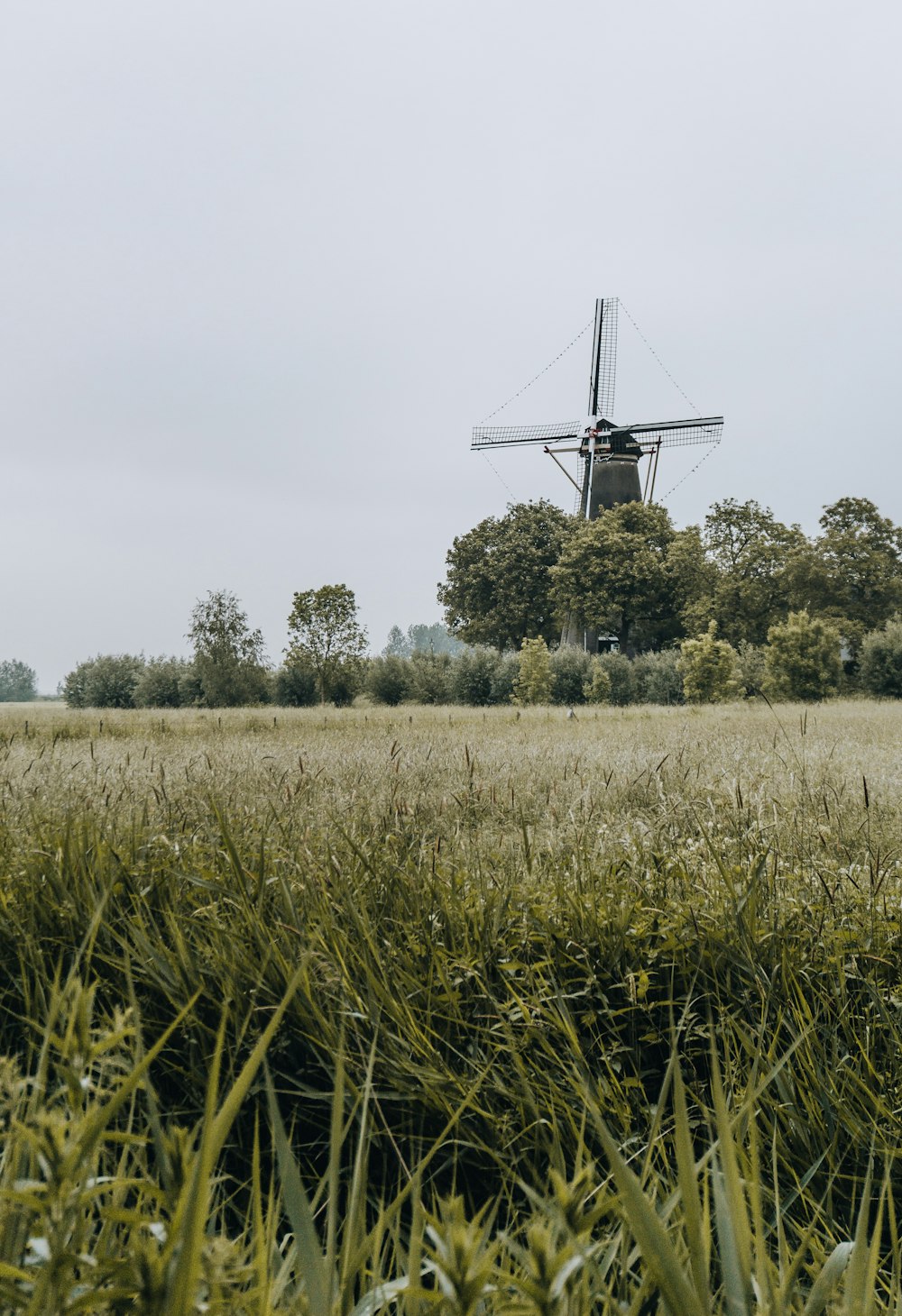 Grünes Grasfeld in der Nähe von Bäumen während des Tages