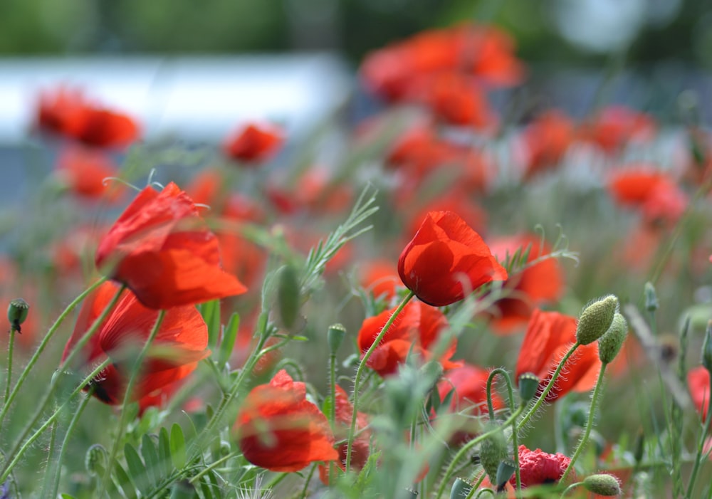 red flowers in tilt shift lens