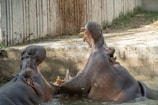 Two hippos with their mouths wide open, either interacting playfully or displaying a territorial behavior, are partially submerged in murky water. They are near a concrete boundary with some grass and vegetation visible along the edges.
