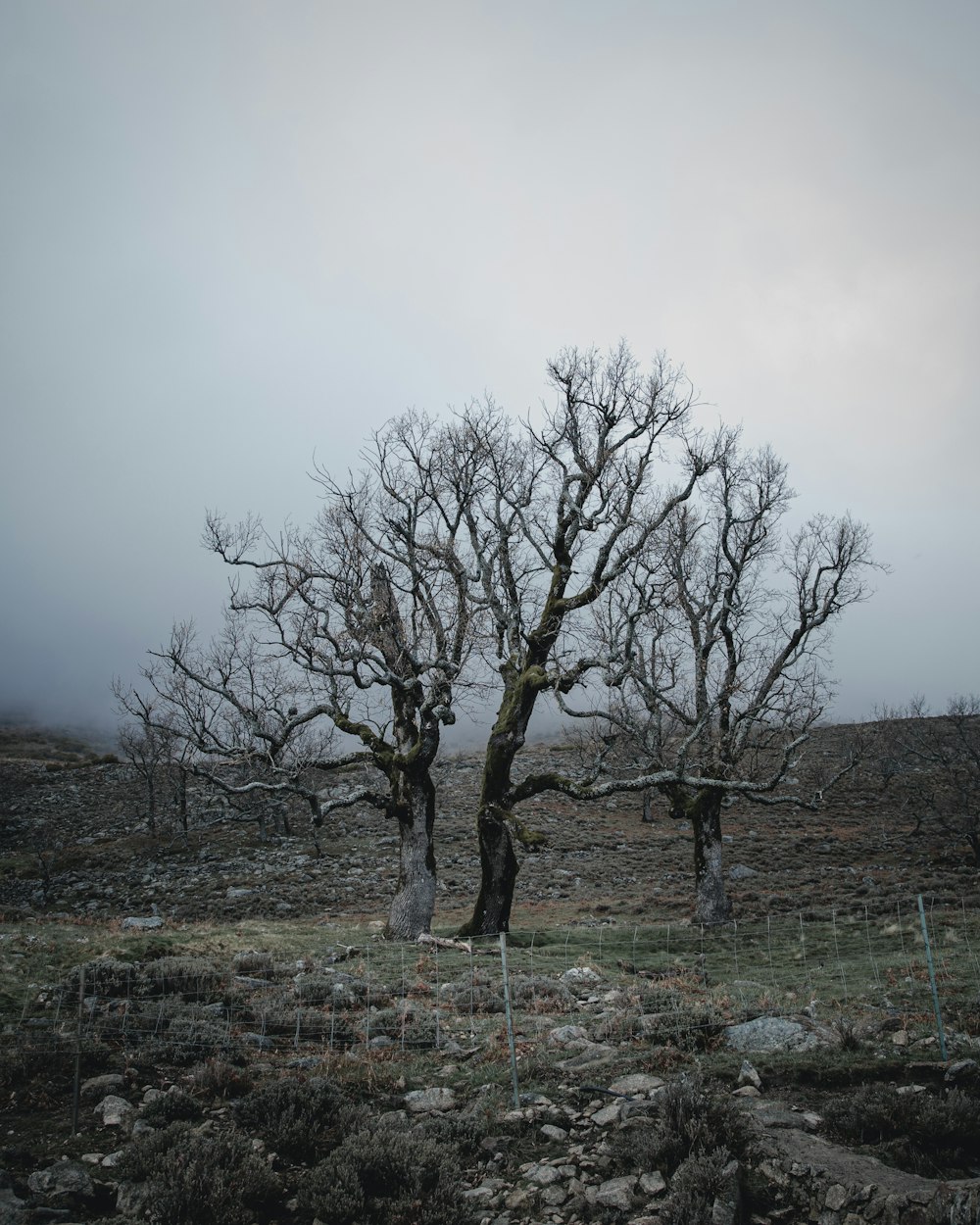 leafless tree on green grass field