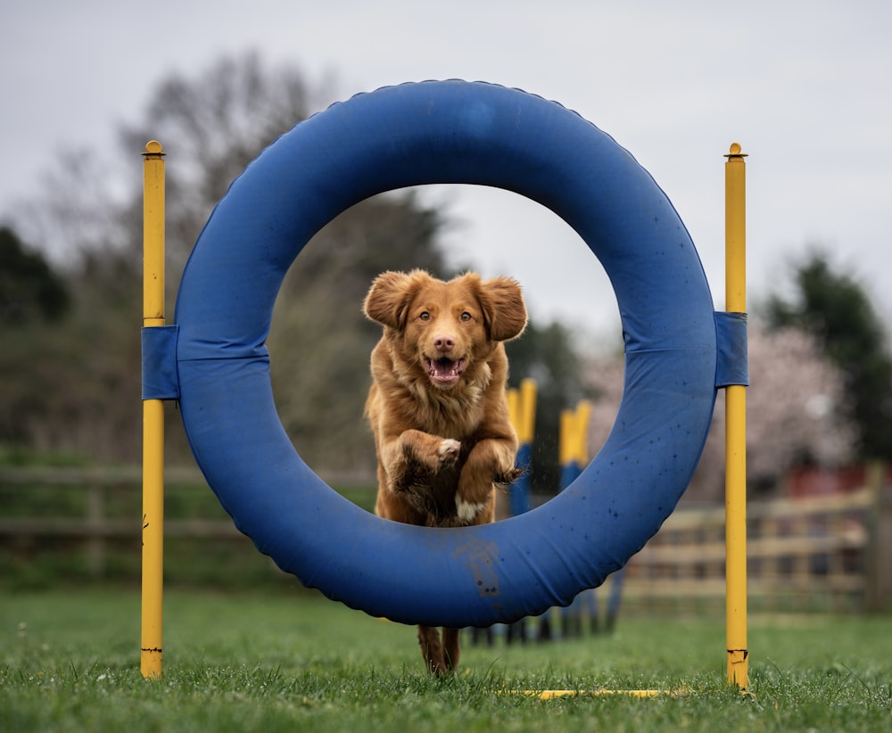 brown short coated dog on blue round frame