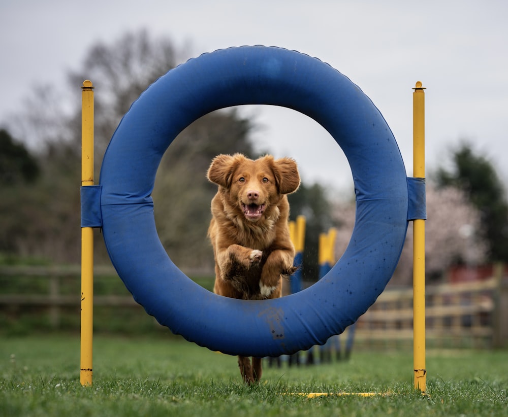 brauner kurzbeschichteter Hund auf blauem Rundgestell