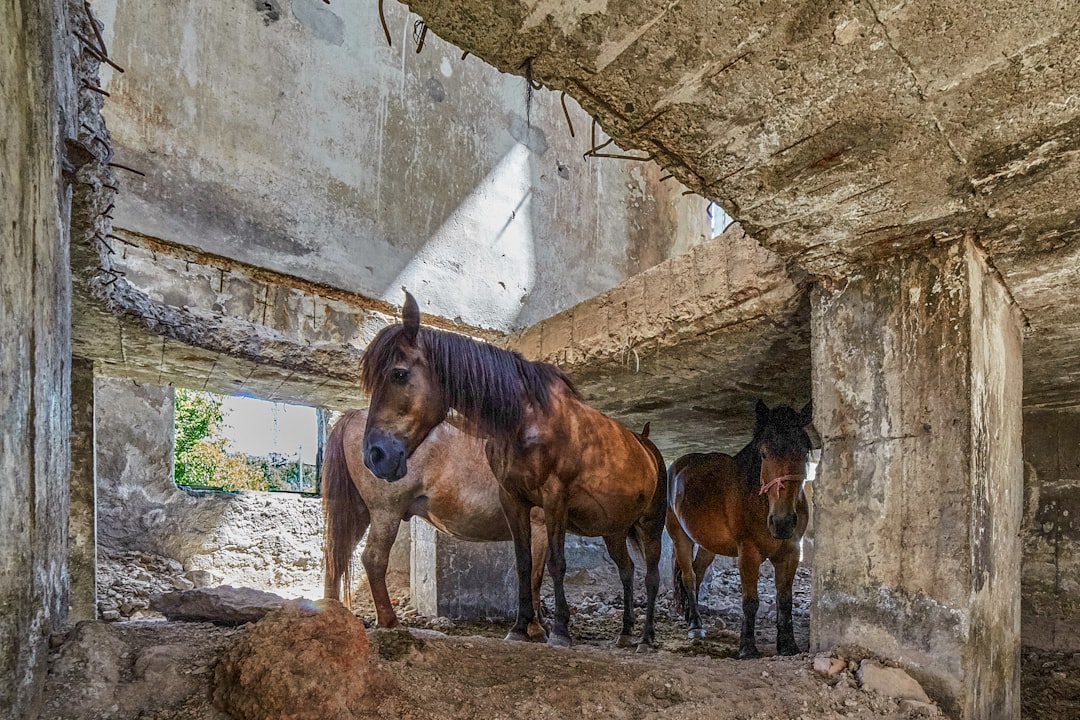 brown horse in a brown concrete wall during daytime