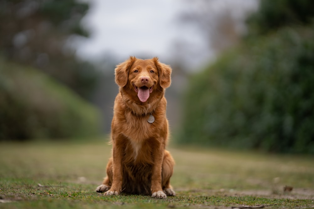 日中の緑の芝生の上でのゴールデンレトリバーの子犬