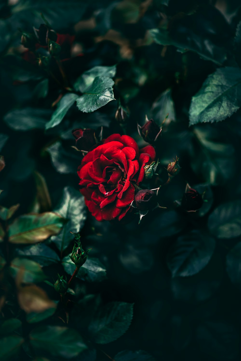 red rose in bloom close up photo