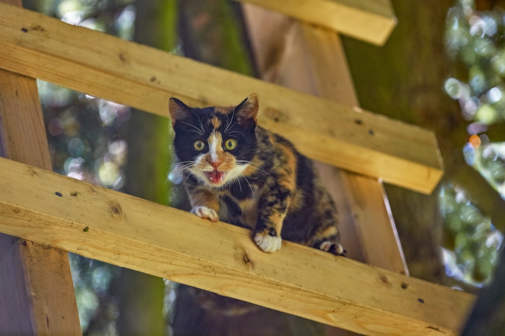 black and white cat on brown wooden fence during daytime