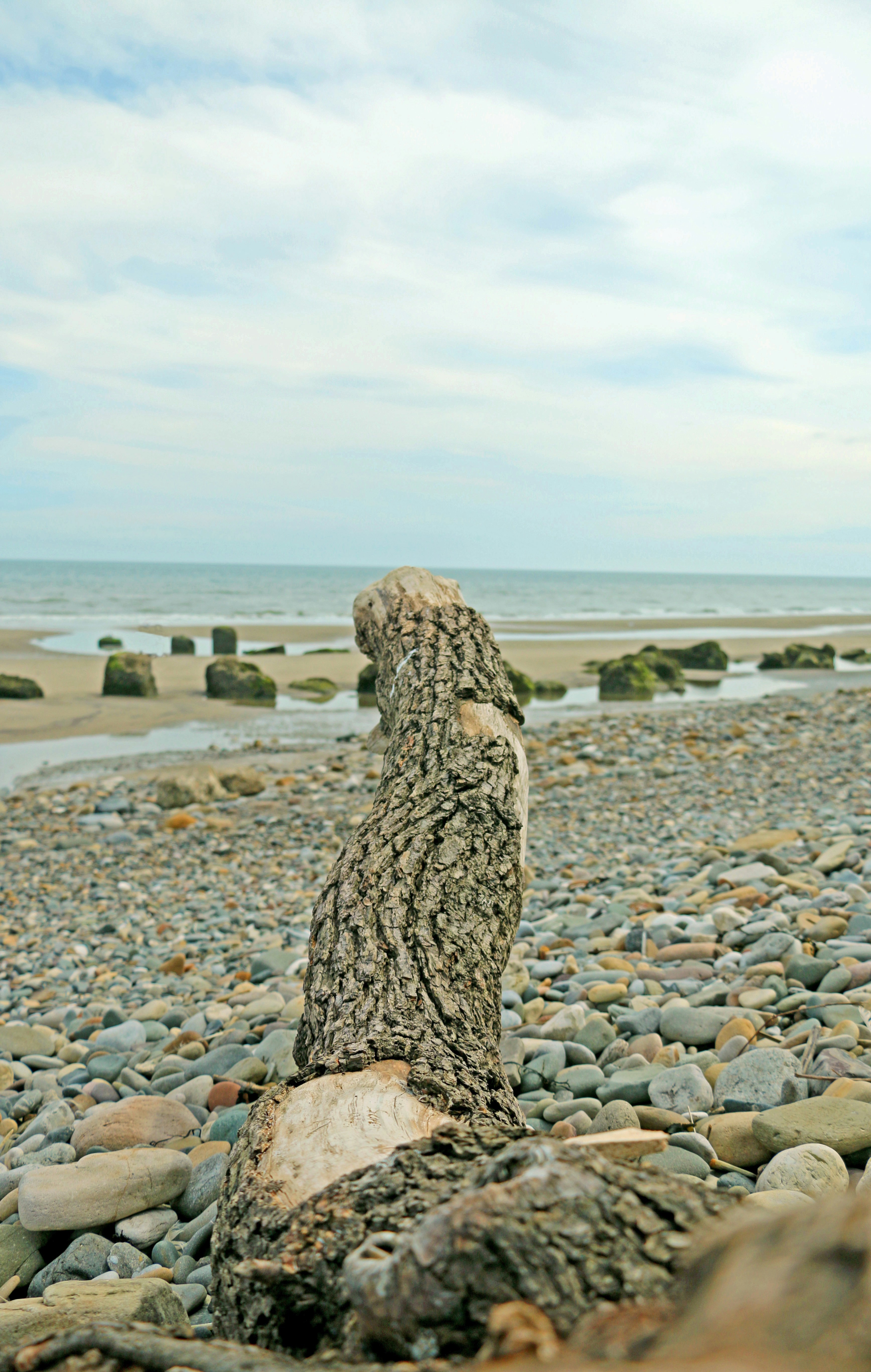 brown tree trunk on gray rocky shore during daytime