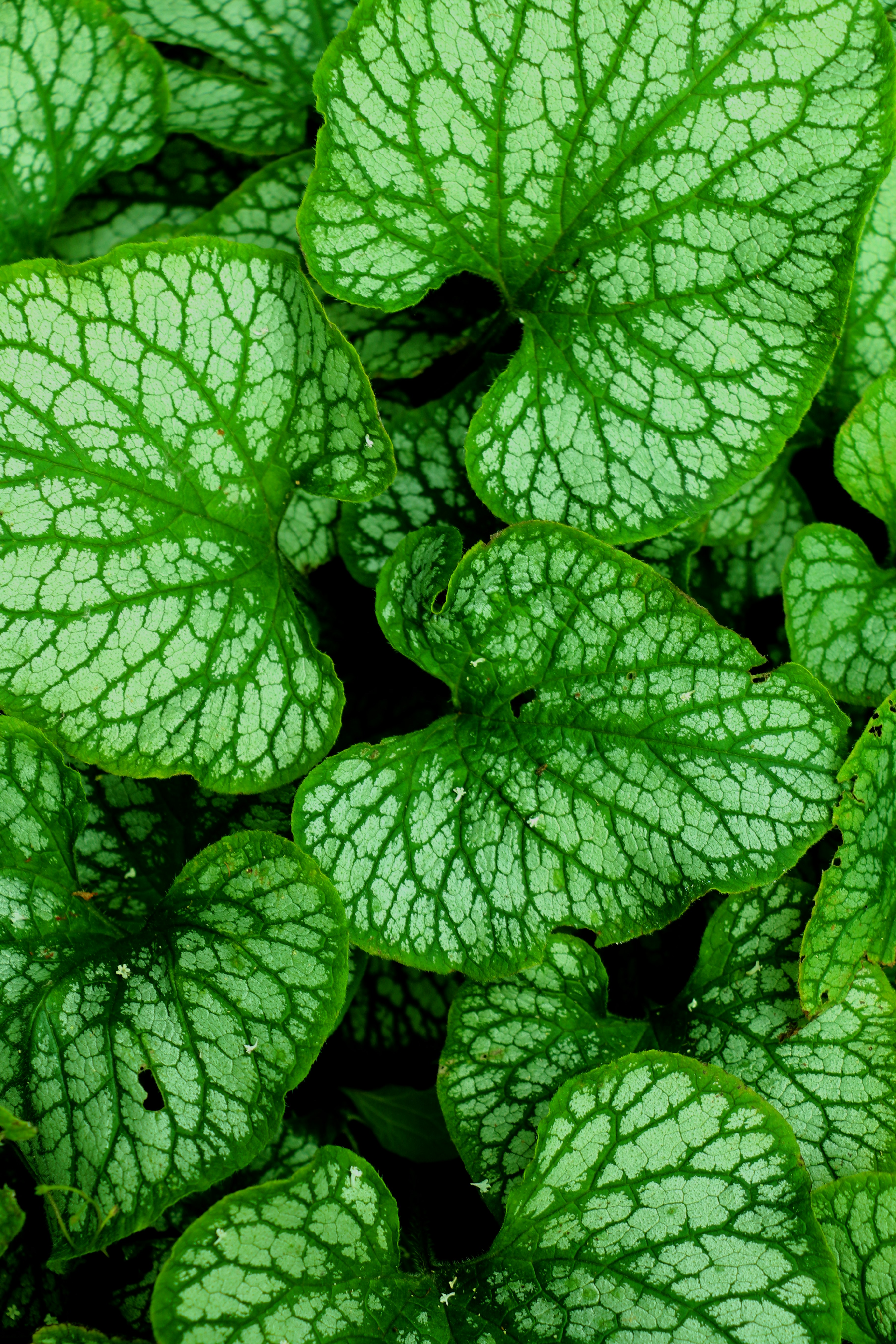 Photo by saskiajohnson