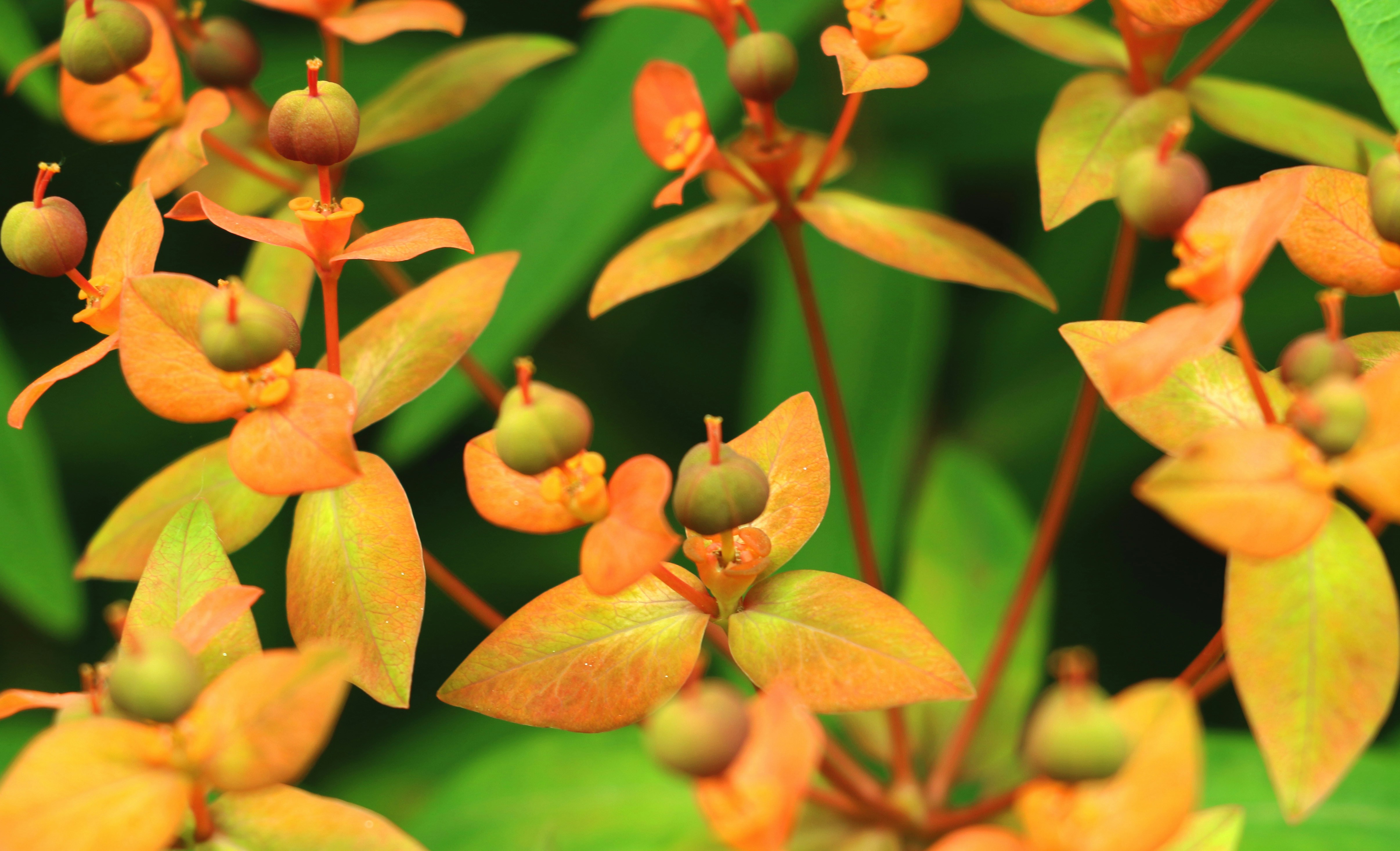 yellow and red flower buds in tilt shift lens