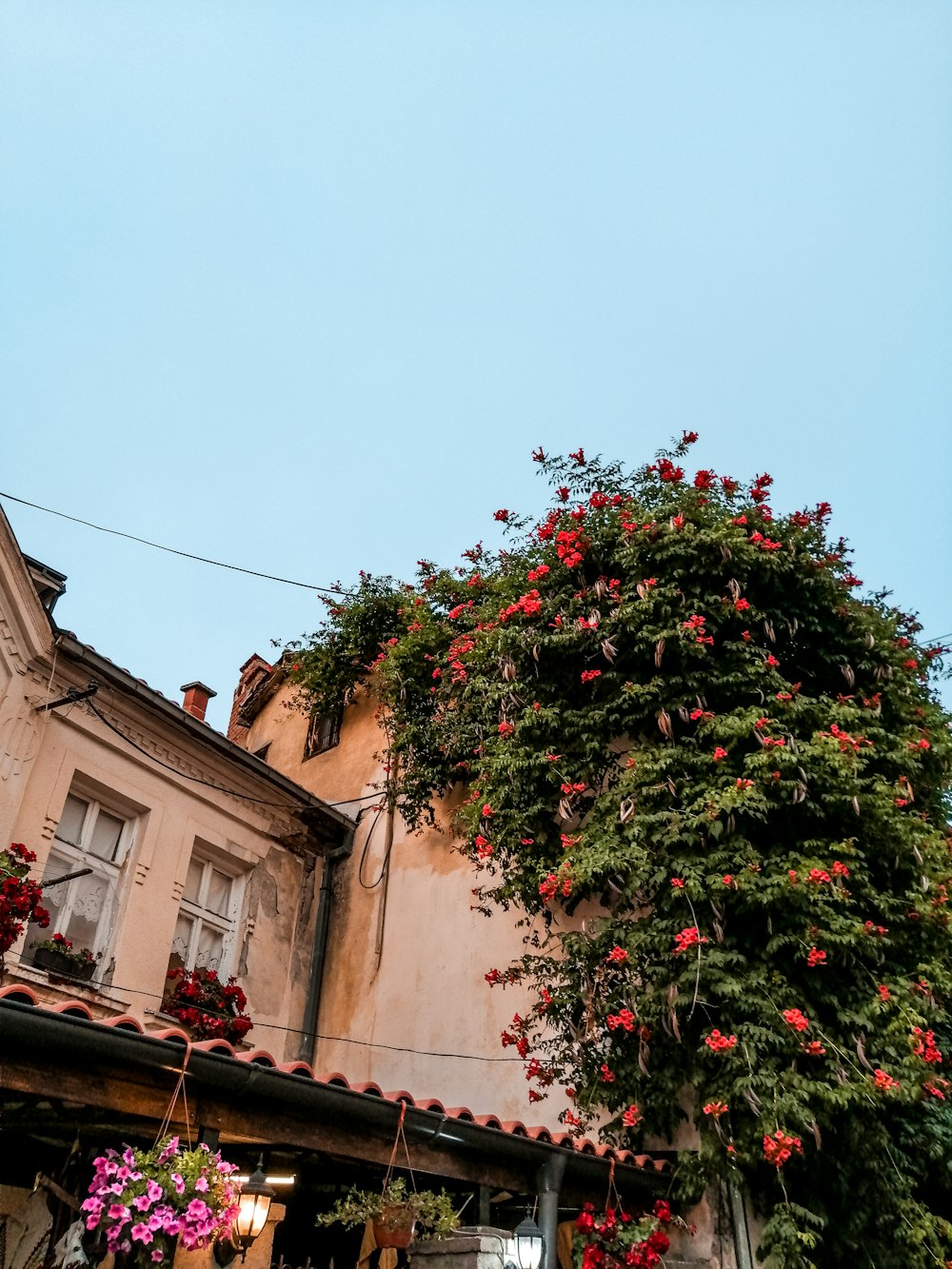 red flowers on brown concrete building