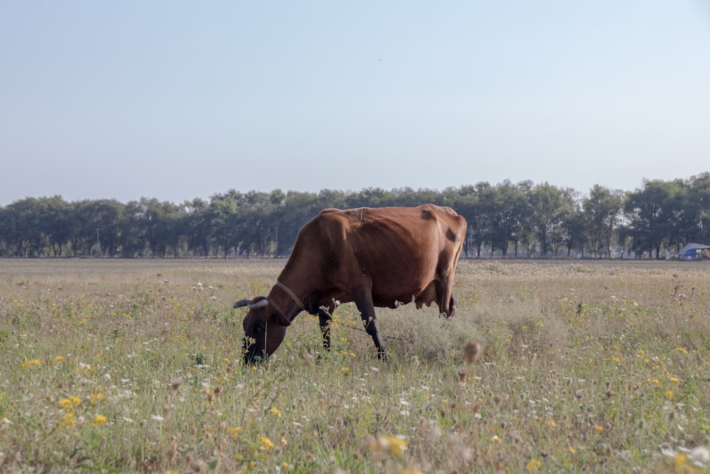 brown cow on green grass field during daytime