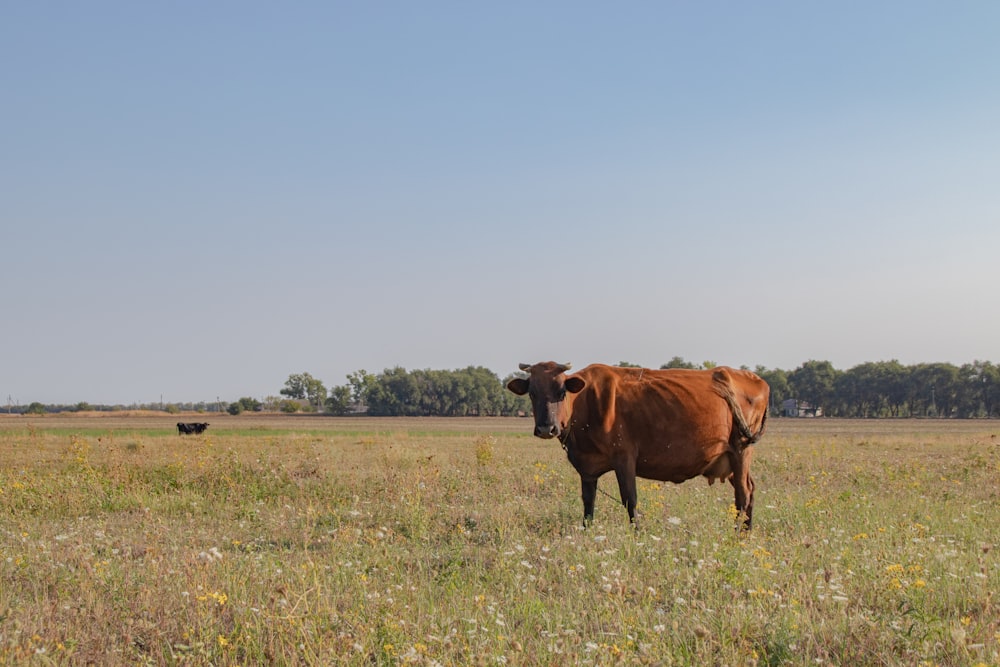 Vaca marrón en campo de hierba verde durante el día